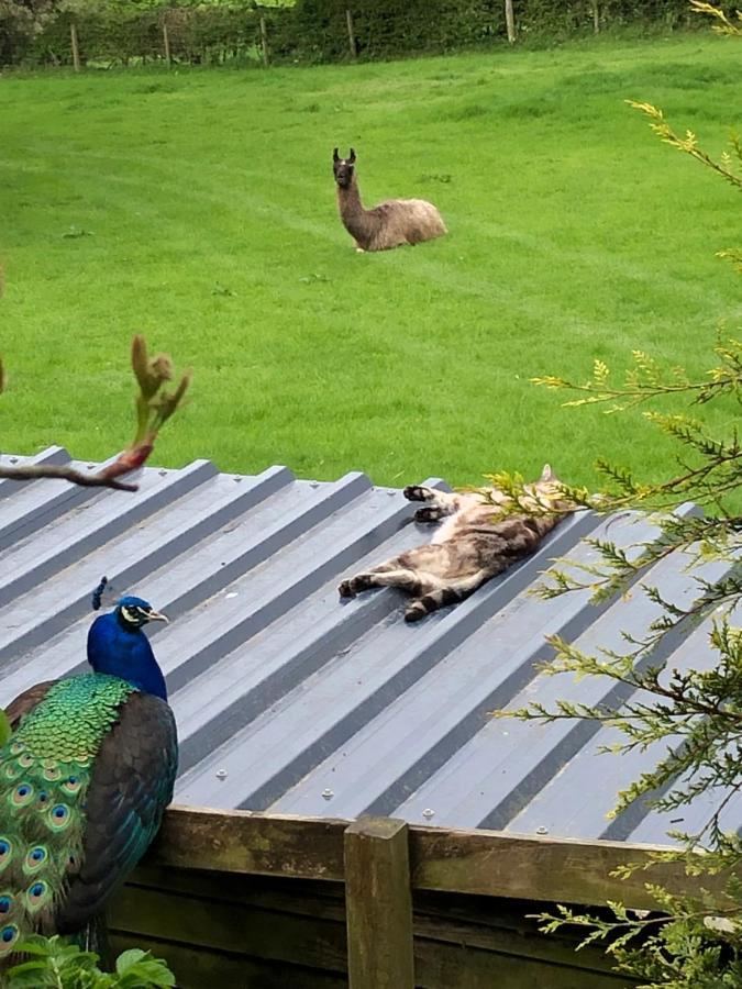 The Peacock Shepherds Hut At Hafoty Boeth Corwen Esterno foto